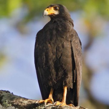 Common Black-hawk