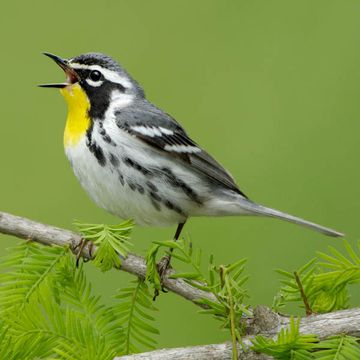 Yellow-throated Warbler