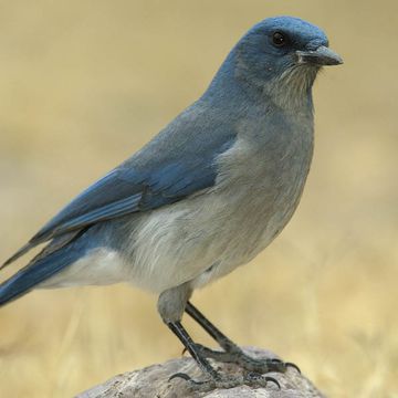 Mexican Jay