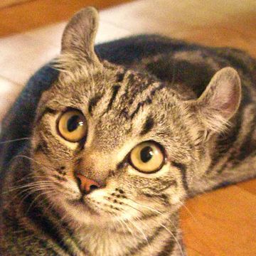 American Curl (Shorthair)