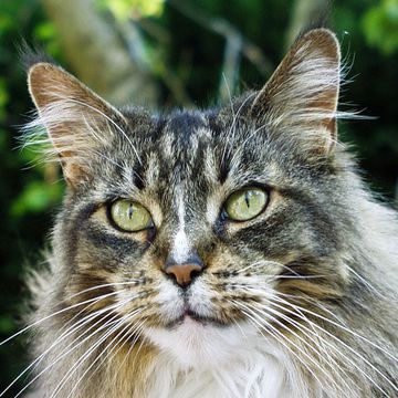 Maine Coon