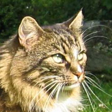 Norwegian Forest Cat