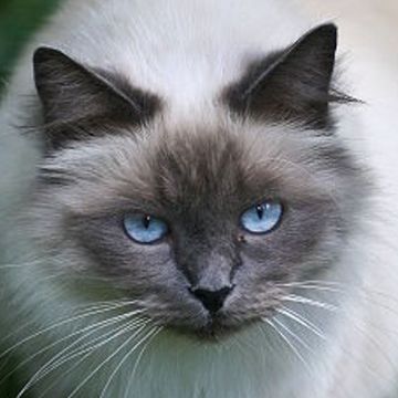 Sacred Birman