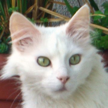 Turkish Angora