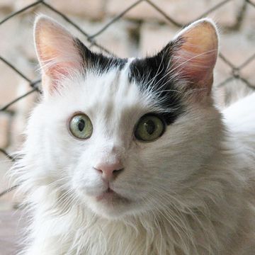 Turkish Van