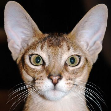 Abyssinian