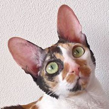 Cornish Rex