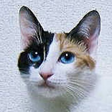 Japanese Bobtail