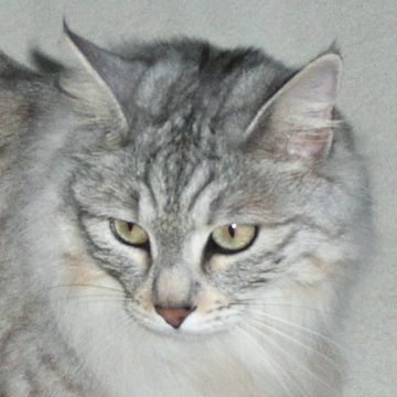 Kurilean Bobtail Longhair