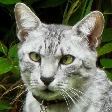 Egyptian Mau