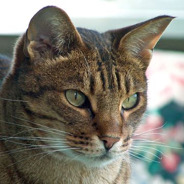 Ocicat