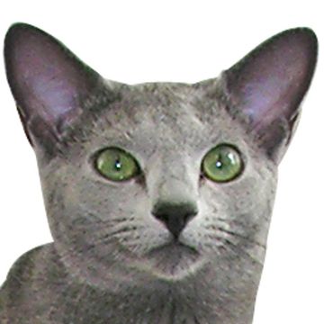 Russian Blue