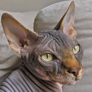 Sphynx