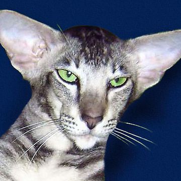 Oriental Shorthair