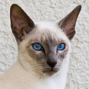 Siamese