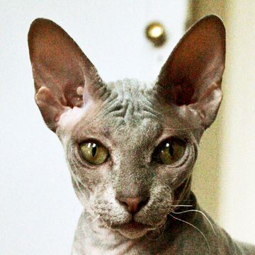 Peterbald