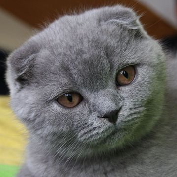 Scottish Fold