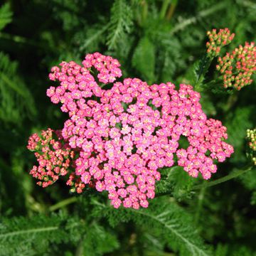 Yarrow (Common)