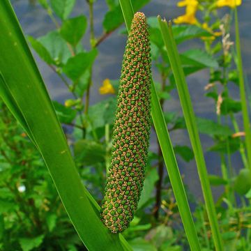 Acorus calamus