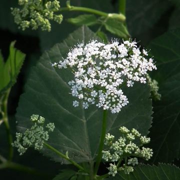 Aegopodium podagraria