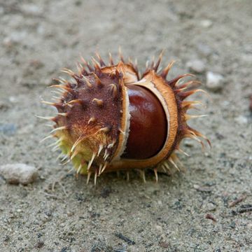 Horse-chestnut