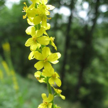 Agrimony (Common)