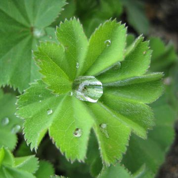 Lady's Mantle