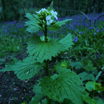 Knoblauchrauke