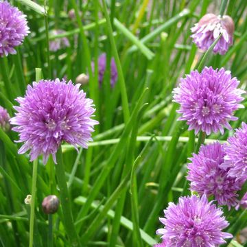 Allium schoenoprasum