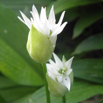 Allium ursinum