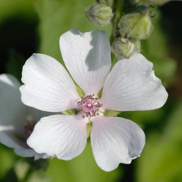 Althaea officinalis