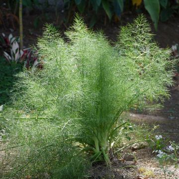 Dill (Pflanze)