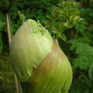 Garden Angelica