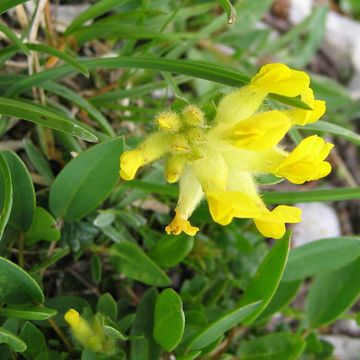 Anthyllis vulneraria