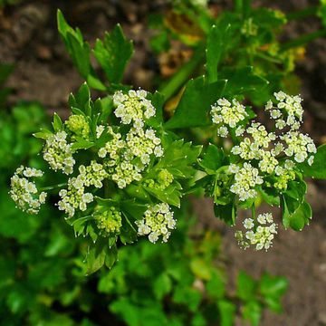 Apium graveolens