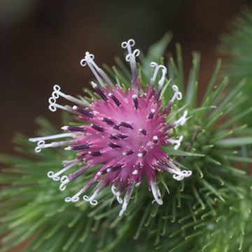 Arctium lappa