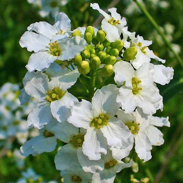 Horseradish