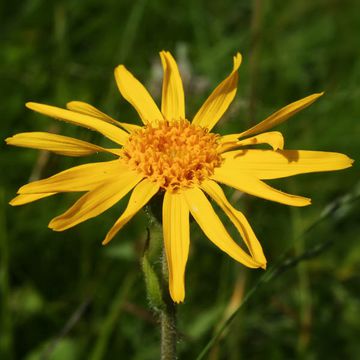 Arnica montana