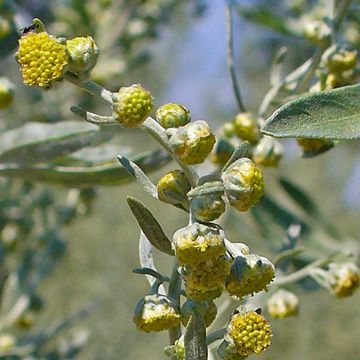 Artemisia absinthium