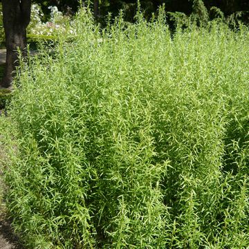 Artemisia dracunculus