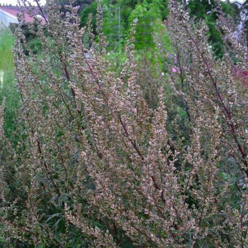 Artemisia vulgaris