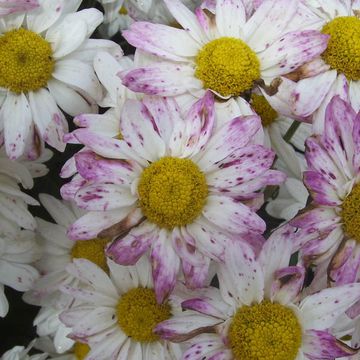 Bellis perennis