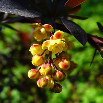 Berberis vulgaris