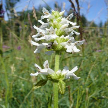 Betonica officinalis