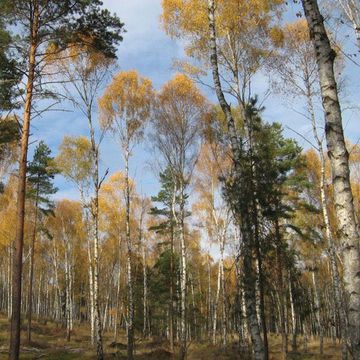 Silver Birch