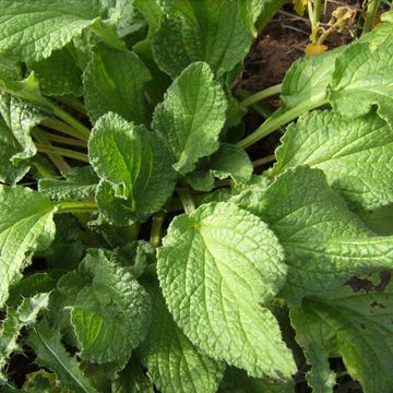 Borago officinalis