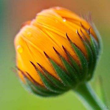 Calendula officinalis