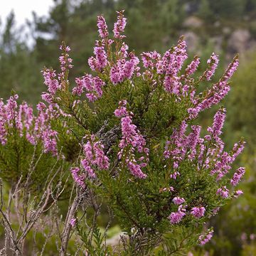 Calluna vulgaris