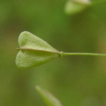 Capsella bursa-pastoris