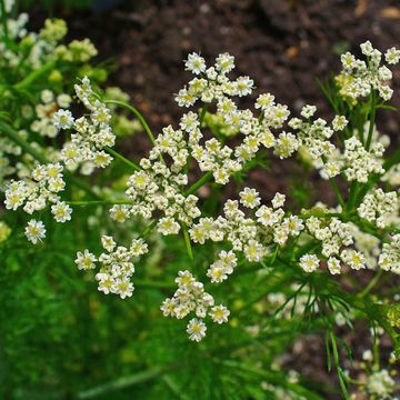 Caraway